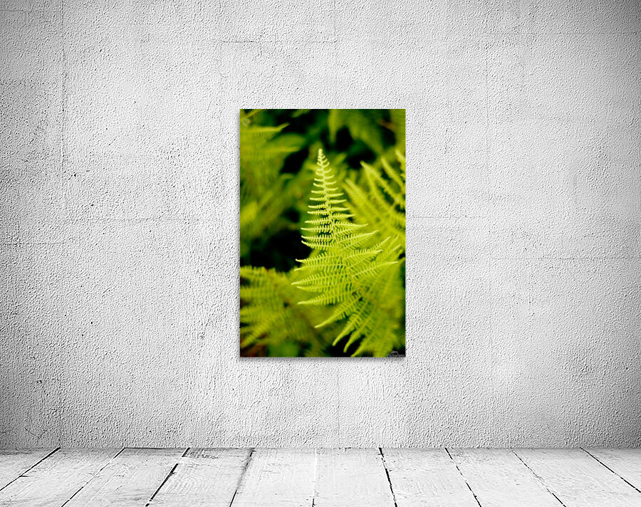 Fern Leaf Wall Preview