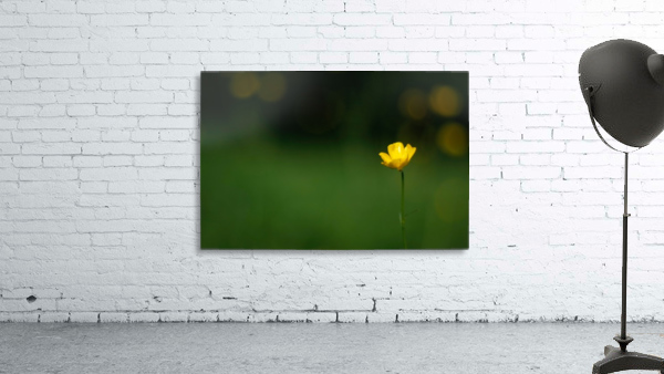 Lone Buttercup Wall Preview