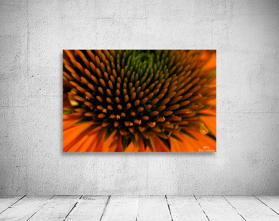Patterns in Nature Wall Preview