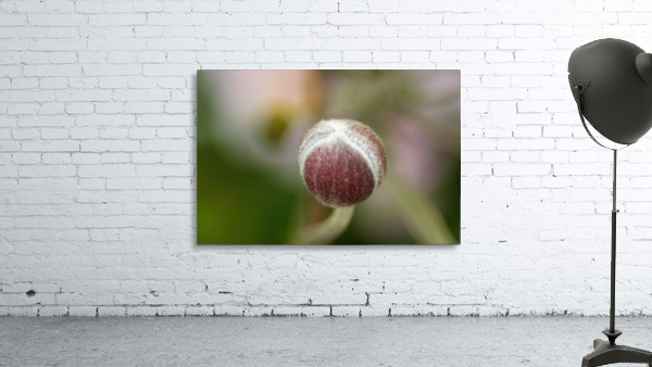 Sweetness Wall Preview