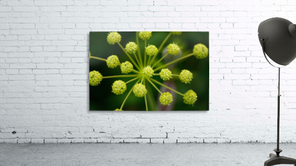 Starburst (2) Wall Preview