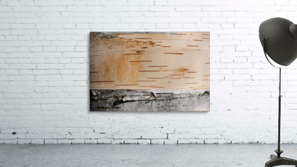 Tree Bark Wall Preview