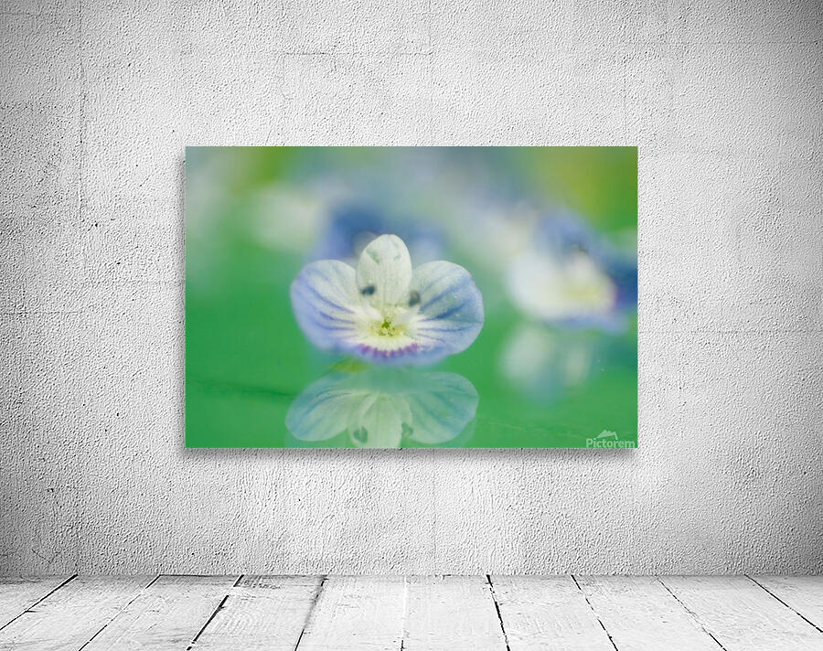 Varigated Purple Flower Wall Preview
