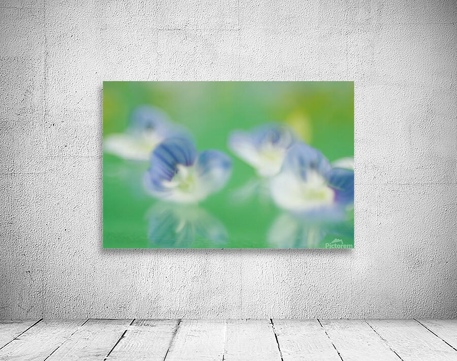 Tiny Flowers with Reflection Wall Preview