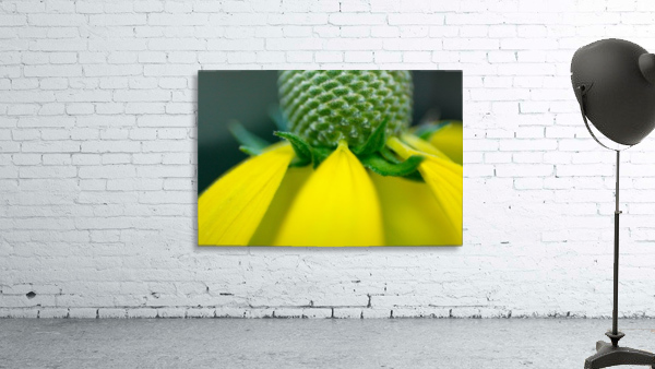 Pretty Petits Wall Preview