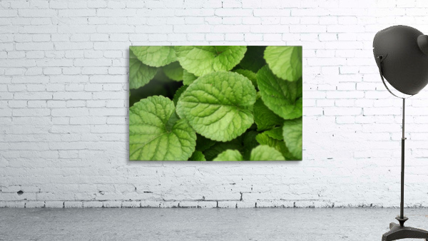 Green Leaves Wall Preview