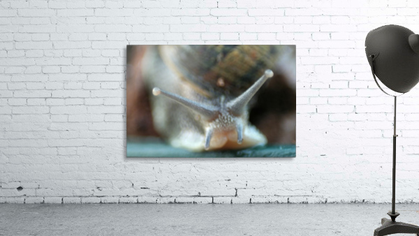 snail Wall Preview