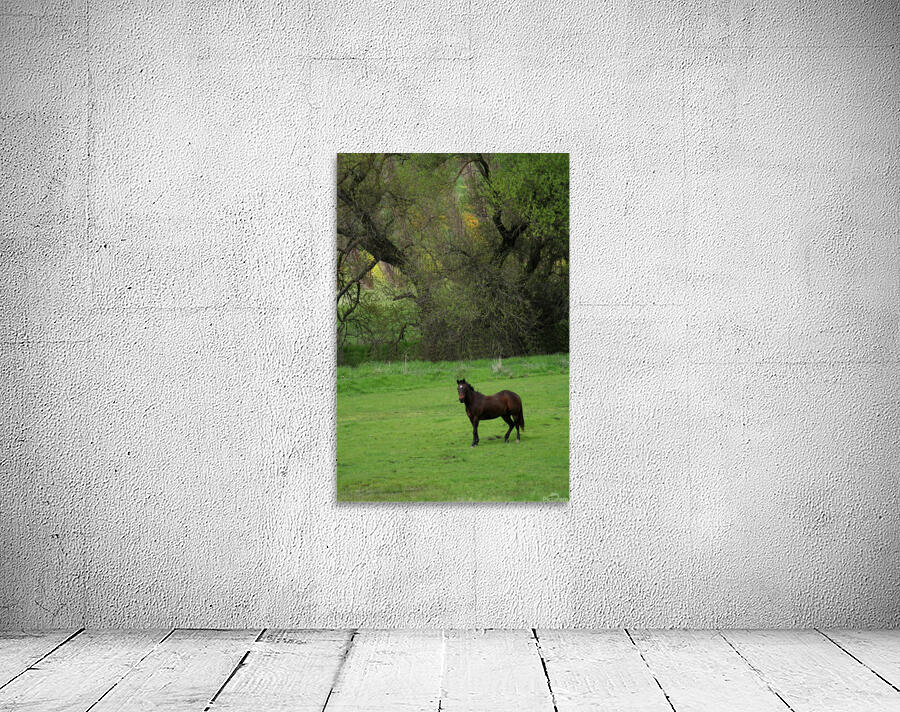 Lone Stallion Wall Preview