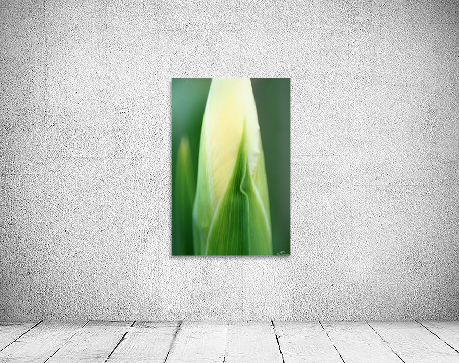 Iris Bud Wall Preview