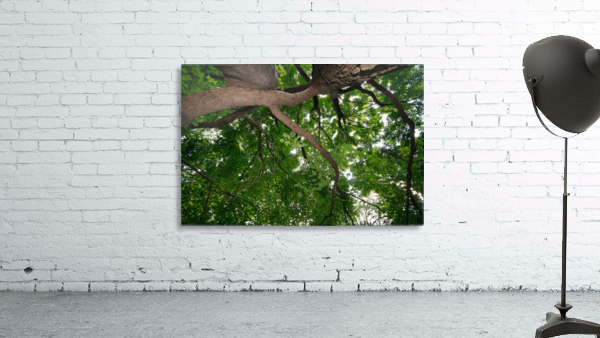 If Trees Could Talk  Wall Preview