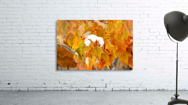 Snow Capped Leaves  Wall Preview