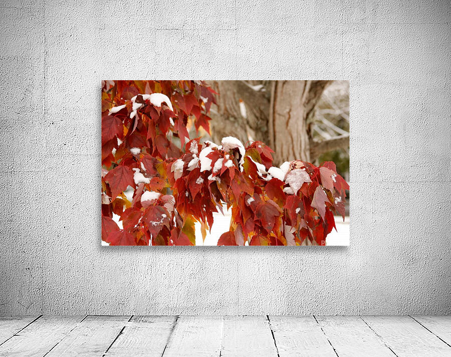 Fall Colors with Snow  Wall Preview
