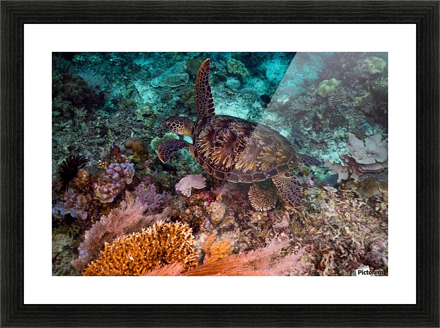 Clean turtle Picture Frame print