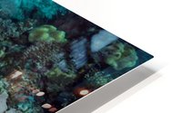 Clean turtle HD Metal print