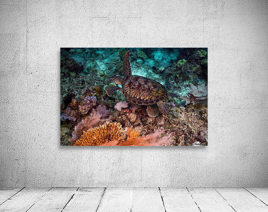 Clean turtle Wall Preview