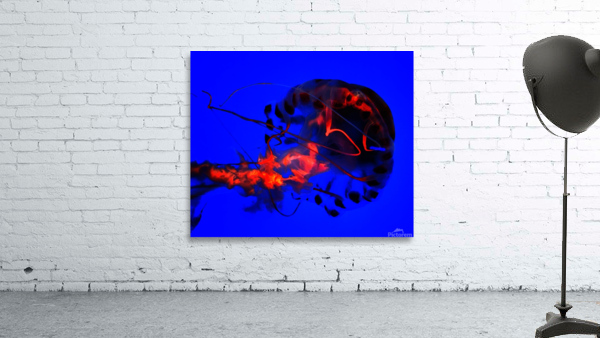 Abstract Jelly Fish  Wall Preview