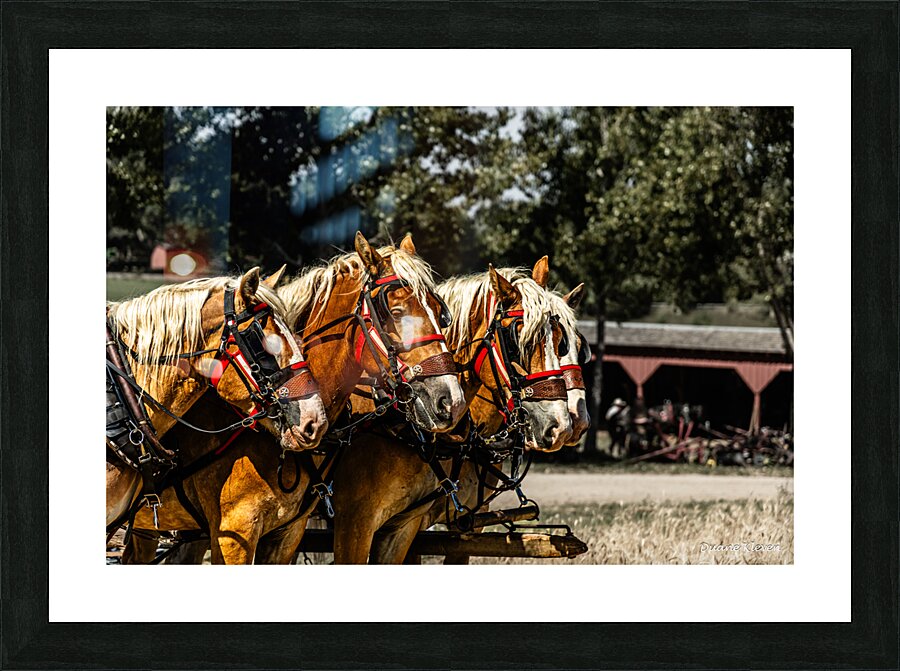 Working Horses -3 Picture Frame print