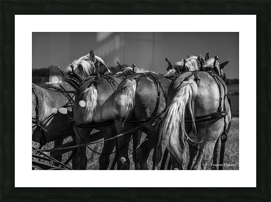 Working Horses -6 Picture Frame print