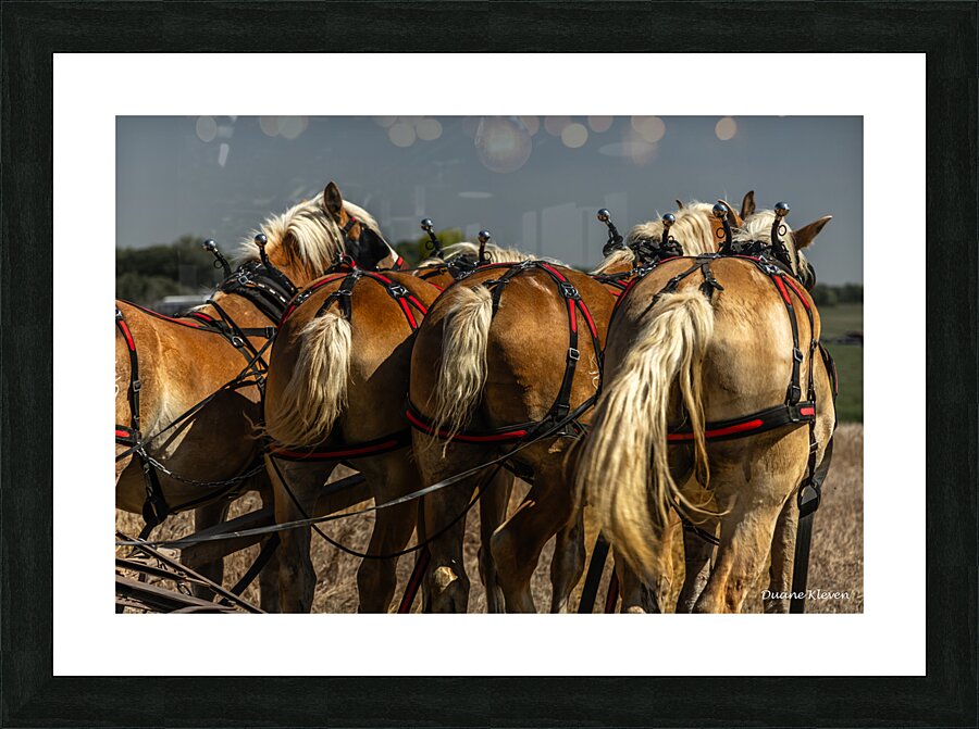 Working Horses -5 Picture Frame print