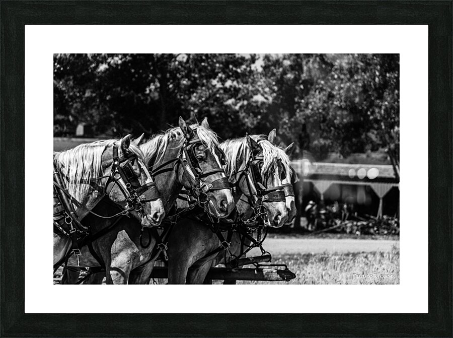 Working Horses -2 Picture Frame print