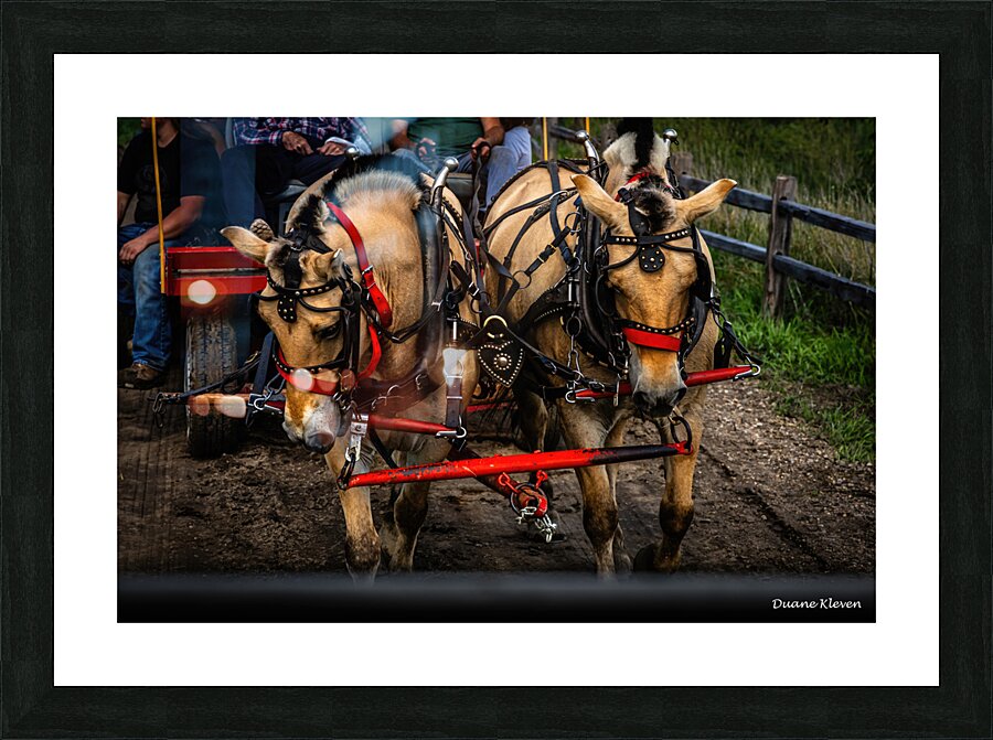 Working Horses -1 Picture Frame print