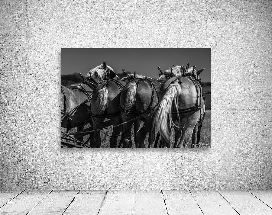Working Horses -6 Wall Preview