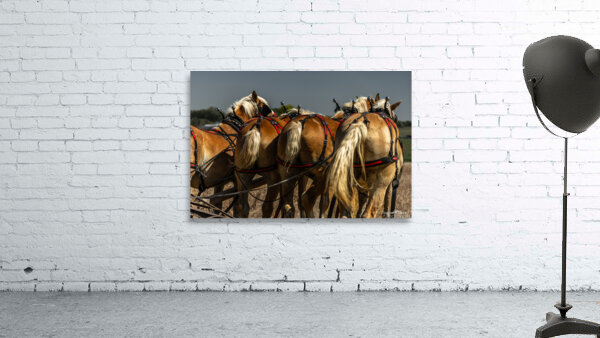 Working Horses -5 Wall Preview