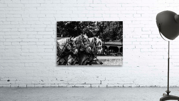 Working Horses -2 Wall Preview