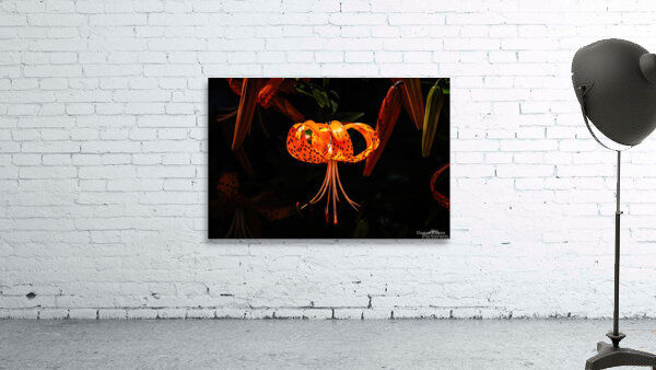 Flower2 Wall Preview