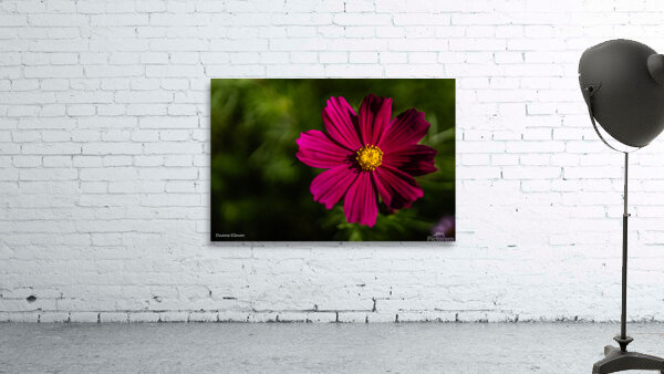 Flower6 Wall Preview