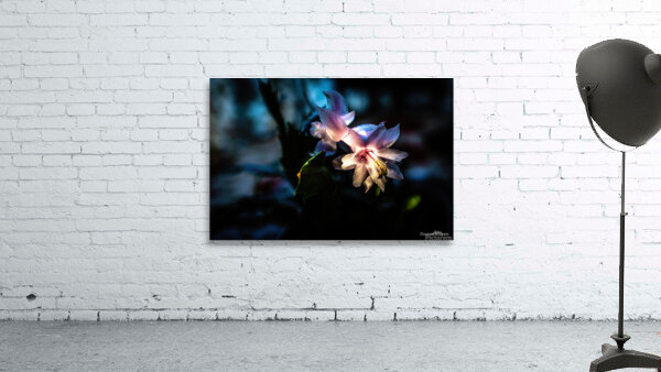 Flower8 Wall Preview