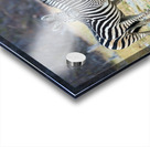 zebra 01 Acrylic print