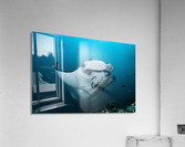 manta ray 02 Acrylic Print