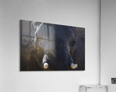 elephant 04 Acrylic Print