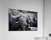 buffalo 02 Acrylic Print
