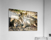 Lion cub 03 Acrylic Print