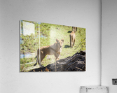 Lion cub 01 Acrylic Print