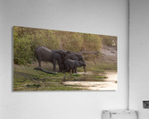 elephant 02 Acrylic Print