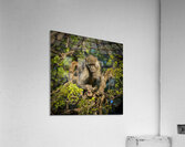 baboon 02 Acrylic Print