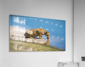 lioness 01 Acrylic Print