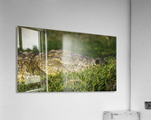 crocodile 01 Acrylic Print