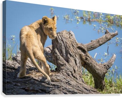 Lion cub 02 Canvas Print