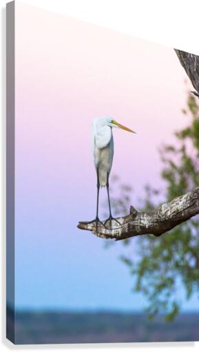 Great egret 01 Canvas Print