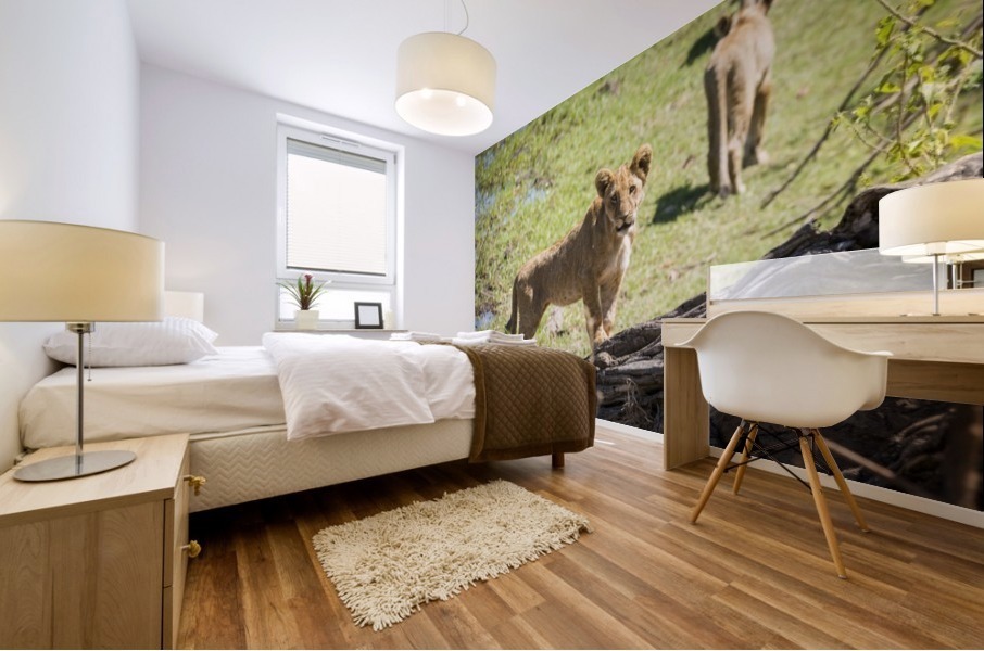 Lion cub 01 Mural print