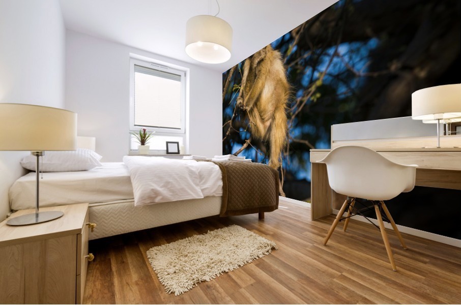 baboon 03 Mural print