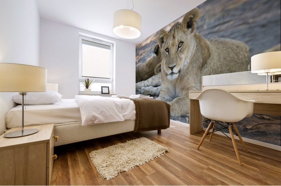 Lion cub 05 Mural print