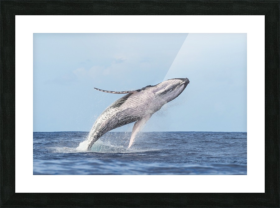 humpback whale 01 Picture Frame print