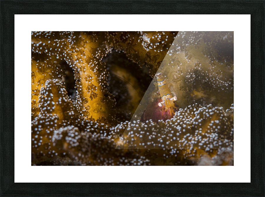 shrimp 01 Picture Frame print