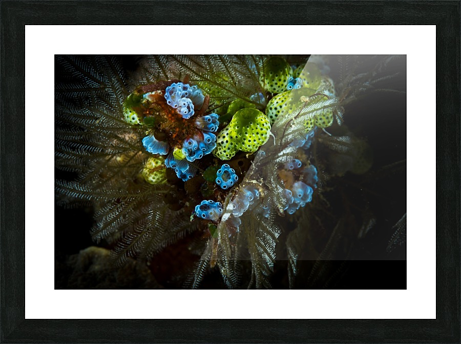 sea squirt Picture Frame print