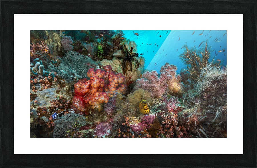 reef 02 Picture Frame print